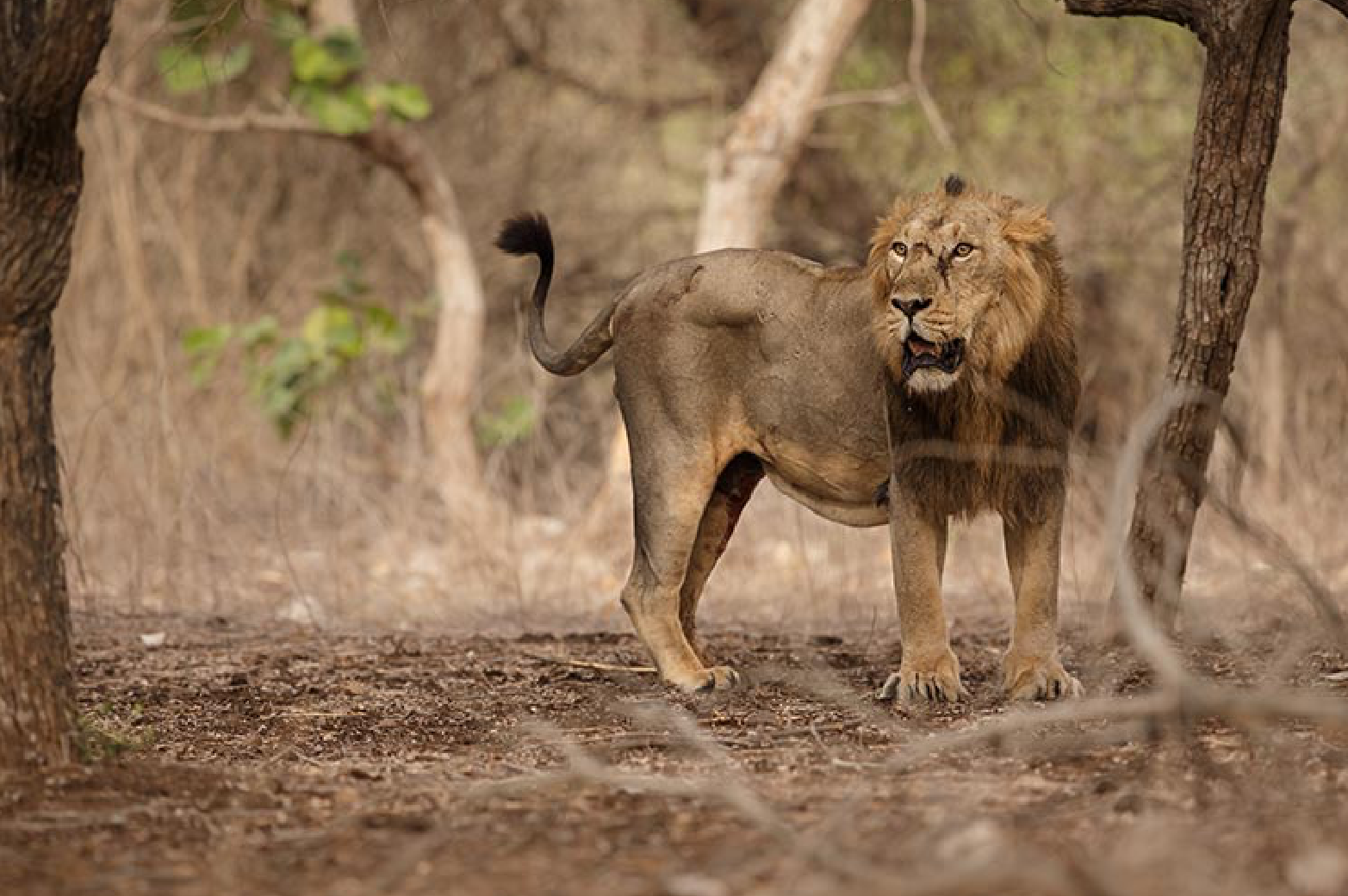Gir National Park